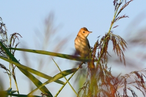 kleine karekiet (Acrocephalus scirpaceus) 8-2020 2747